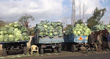 Van'ın Erciş ilçesinde lahana hasadı başladı
