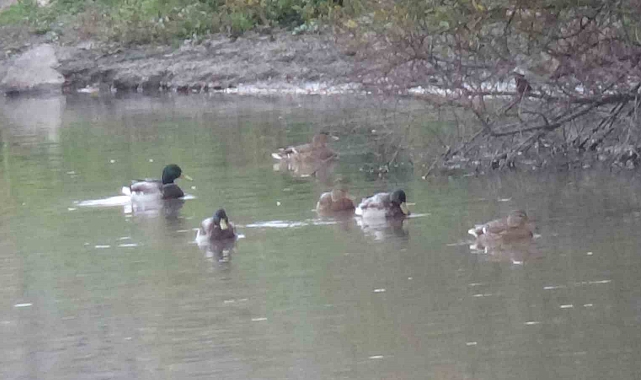 Yaban ördeği Kars Çayı&#039;nda