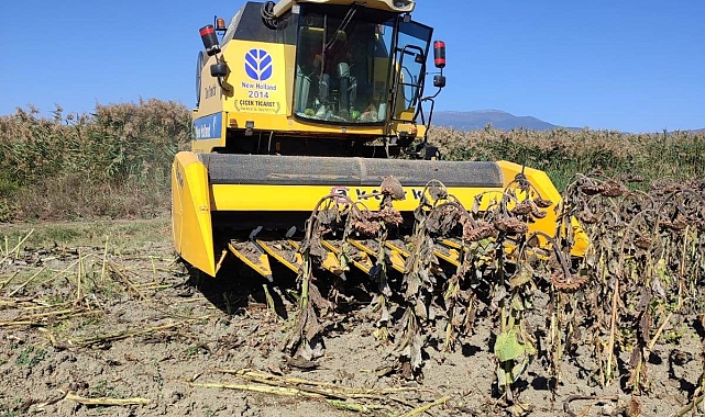 Yağlık ayçiçeği hasadına başlandı