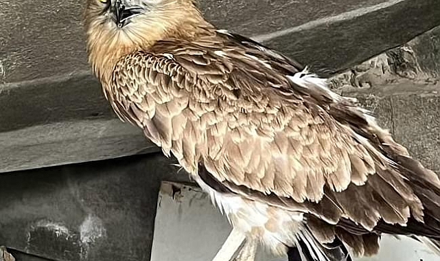 Yaralı yılan kartalı tedavi altına alındı