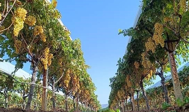 Yaş üzüm 60 TL&#039;yi gördü