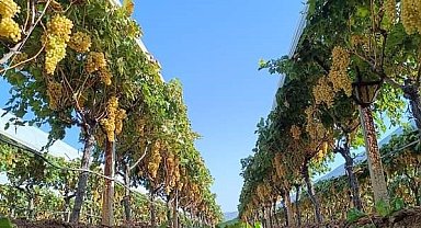 Yaş üzüm 60 TL'yi gördü