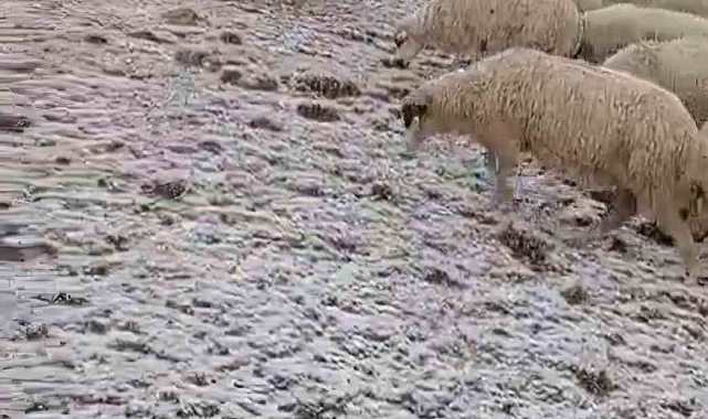 Yaylada bulunan çobanlar ve koyun sürüleri, kar altında kaldı