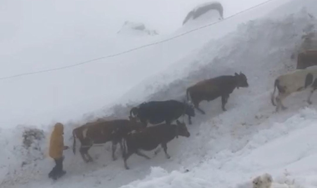 Yaylalarda mahsur kalan yaylacılar hayvanları ile birlikte kurtarıldı