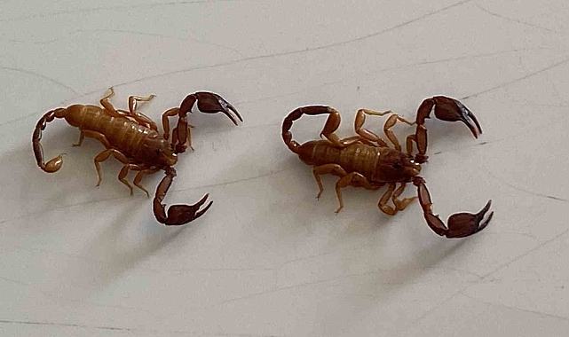 Yeni bir akrep türü keşfedildi