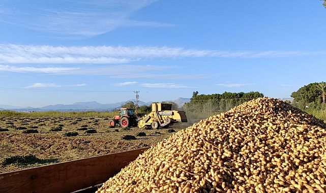Yer fıstığı hasadı başladı