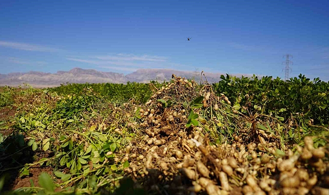 Yer fıstığı hasadına başlandı