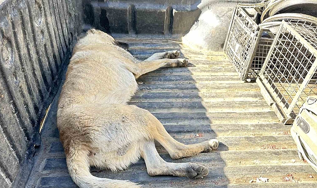 Yüksekova&#039;da Bitkin düşen köpek tedavi altına aldı