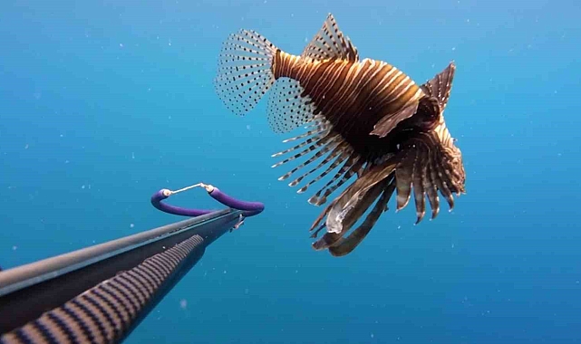 Zehirli aslan balığı hastanelik etti