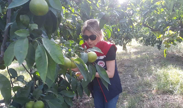 Zeytin bahçeleri kontrol edildi