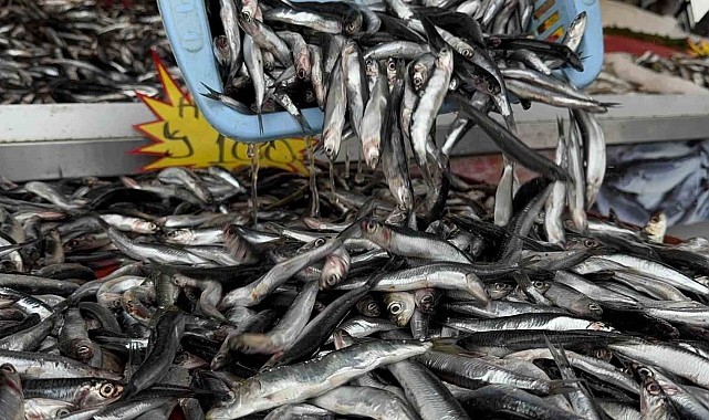 100 liradan satılan hamsi yoğun ilgi gördü
