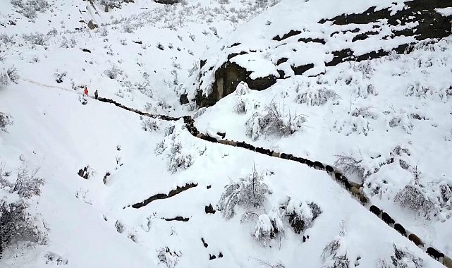 350 koyun uçurumdan düştü