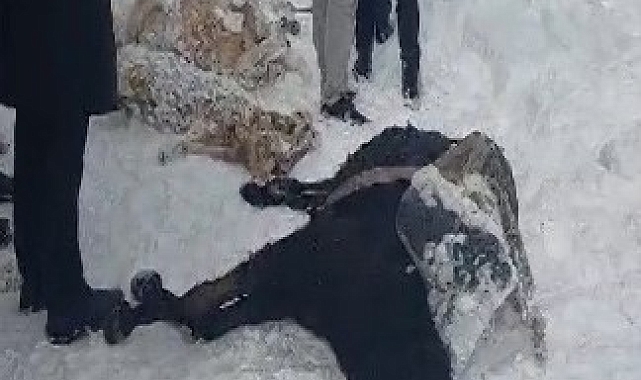 350 koyun ve eşek donarak telef oldu