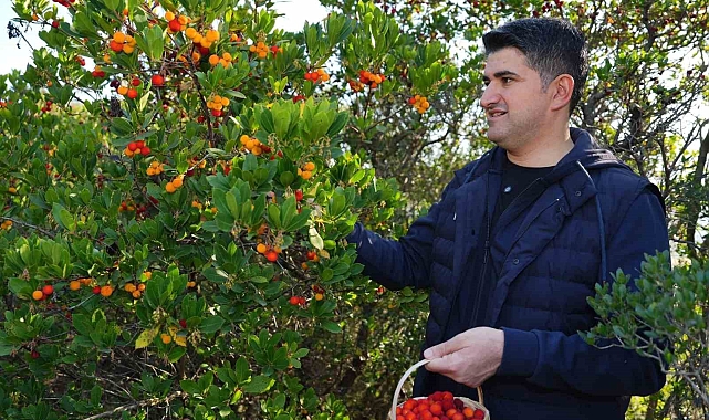 438 metre yüksekliğindeki Kayışdağı Ormanı&#039;nda dağ çileği toplandı