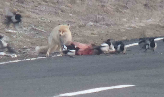 Aç kalan kızıl tilkinin karnını doyurması kamerada