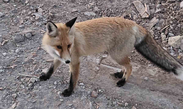Aç kalan tilki, kedilerin mamalarına ortak oluyor