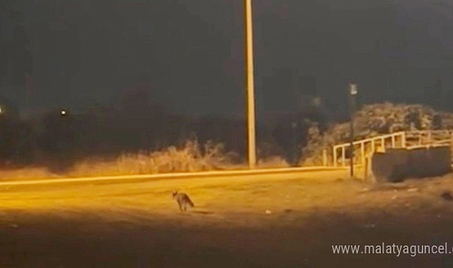 Aç kalan tilki yerleşim yerine indi