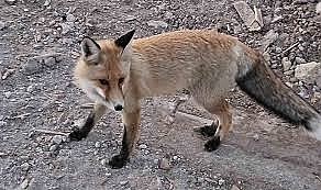 Aç kalan tilkiler mahalleyi mesken tuttu