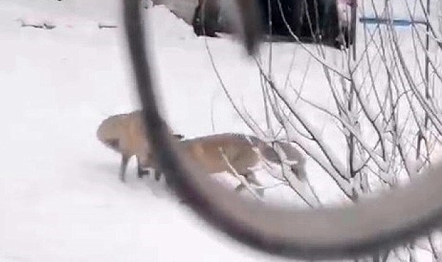 Aç kalan tilkiler şehir merkezine indi