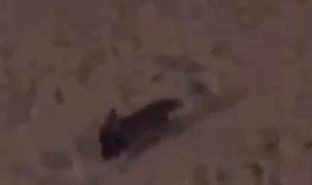 Aç kalan tilkiler şehre indi