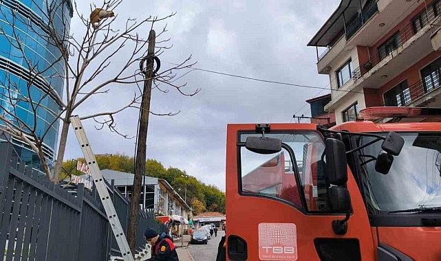 Ağaçta kalan kedi itfaiye ekiplerinin yardımıyla kurtarıldı