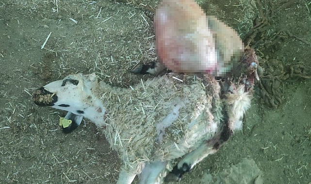 Ağıla giren kurt 26 koyunu telef etti