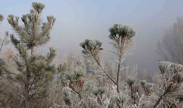 Ardahan&#039;da dondurucu soğuklar etkili olmaya başladı: Ağaçlar ve bitki örtüleri kırağı tuttu