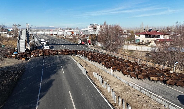 Aylardır memleketten ayrı olan sürüler, geri döndü