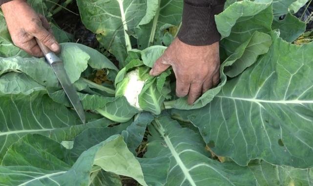 Bafra Ovası&#039;nda brokoli ve karnabaharda &#039;altın&#039; sezon