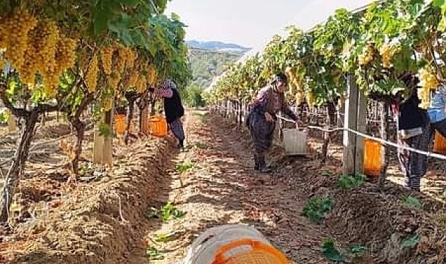 Bağlarında hasat devam ederken budama çalışmaları da başladı