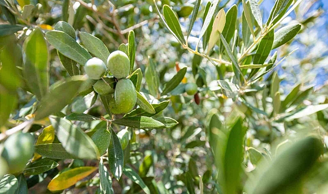 Bakırçay zeytininin kalitesi üst seviyeye çıkacak