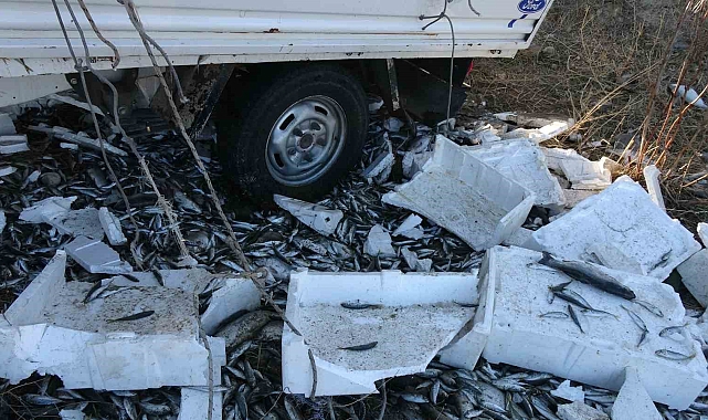 Balık yüklü kamyonet kaza yaptı