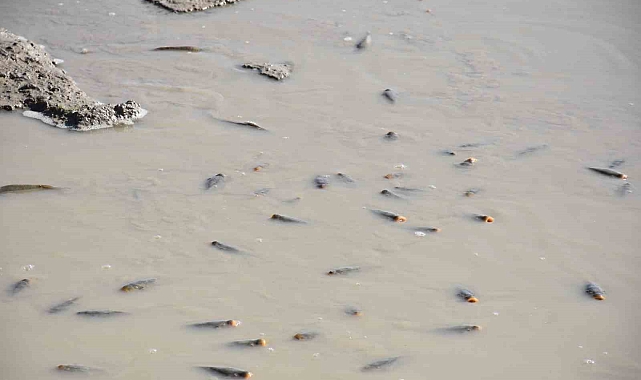 Barajda balıklar can çekişiyor