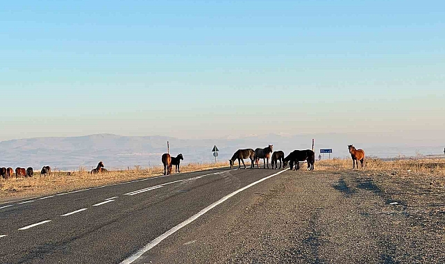 Başıboş atlar trafikte faciaya davetiye çıkarıyor