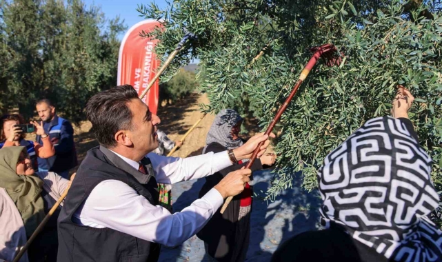 Bilecik&#039;te zeytin hasadı mesaisi başladı