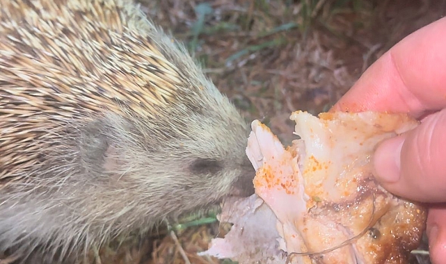 Bir vatandaş yanına gelen kirpiyi kızarmış tavukla besledi