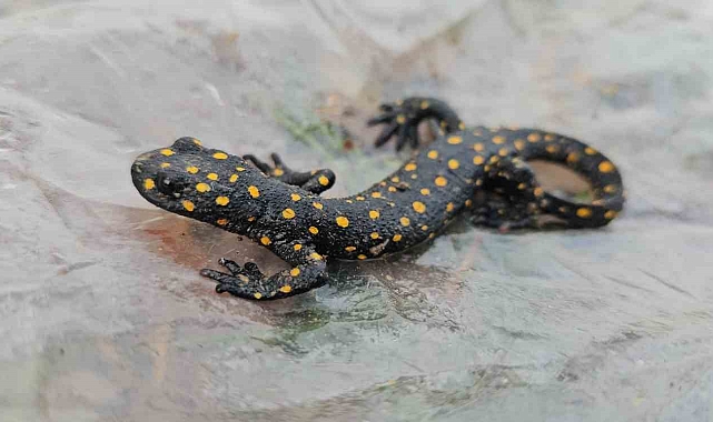 Bir vatandaşın evinin musluğundan semender çıktı
