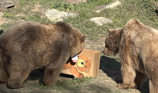 Bursa Hayvanat Bahçesinde maket ayıyı gören ayılar şaştı kaldı