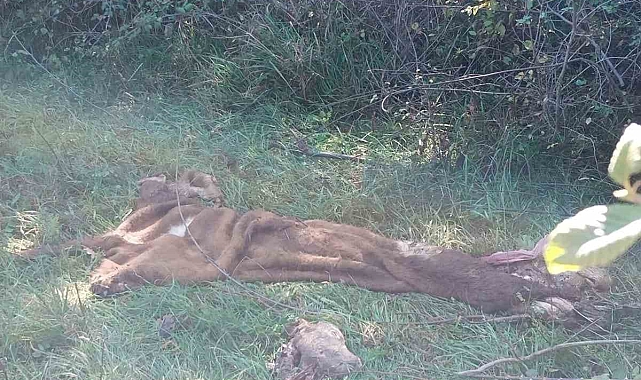Çalınan hayvanı önce kesen, sonra derisini yüzen 3 kişi gözaltına alındı