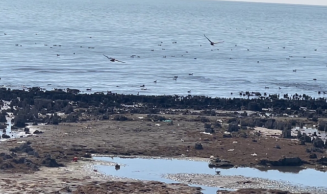 &quot;Çekilme kuşlara yaradı&quot;