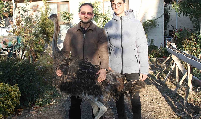 Cep telefonuyla takaslı deve kuşu