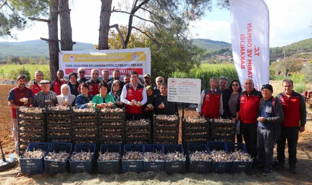 Coğrafi işaretli Ula sarımsağında imece usulü üretim