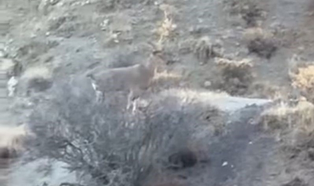 Dağ keçisi ve yavruları Harput&#039;ta görüntülendi