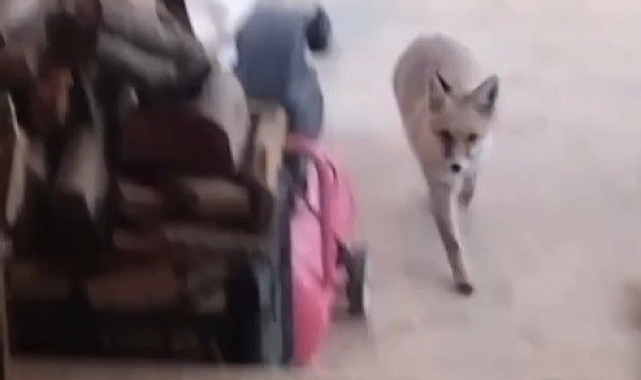 Davetsiz misafiri aç kalan tilki oldu