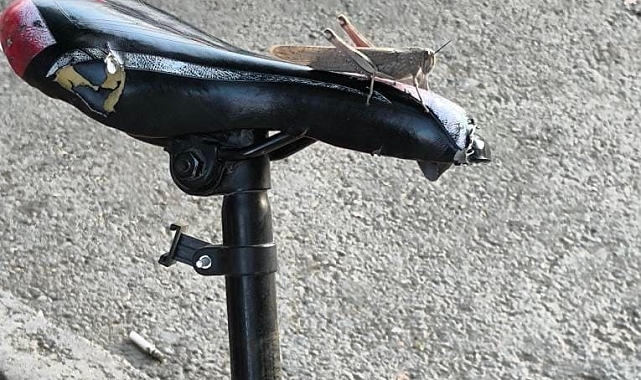 Dev etçil çekirge Elazığ&#039;da görüldü