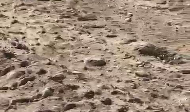 Dev yılan şaşkınlık yarattı