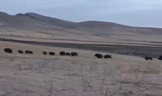 Domuz sürüsüne, &quot;Gençler nereye&quot; diye seslenen vatandaş gülümsetti