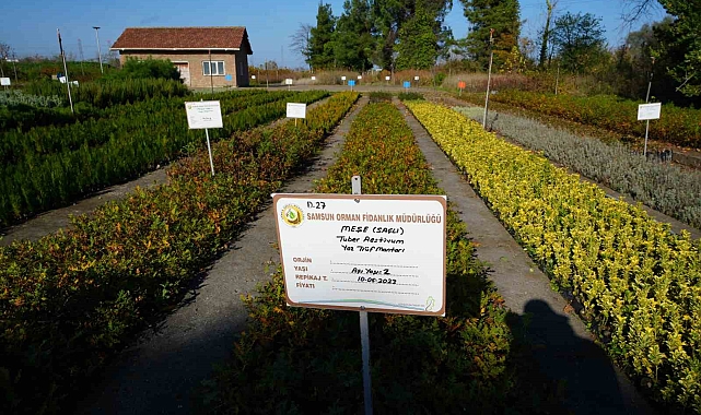 Dünyanın en pahalı mantarı olarak bilinen &#039;trüf&#039; mantarının fidanları üretiliyor