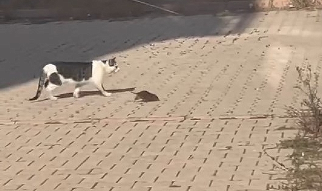 Elazığ&#039;da bir kedi, cüsseli fare ile baş edemedi