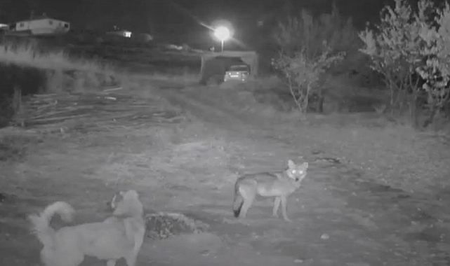 Erzincan&#039;da kurdun köpeği tuzağa çekmesi güvenlik kamerasına yansıdı